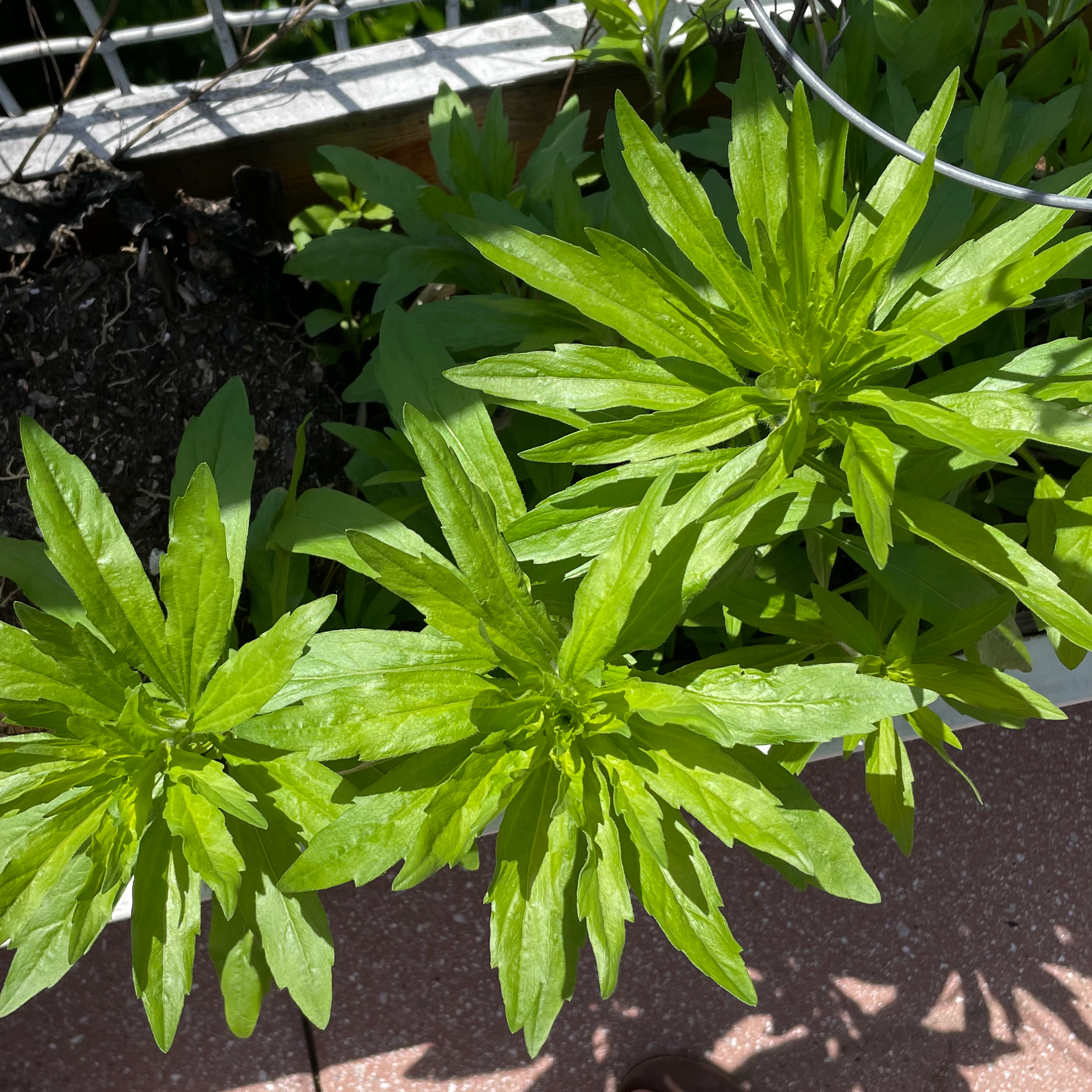 Healthy Canadian Fleabane plant with elongated green leaves in a well-lit environment.