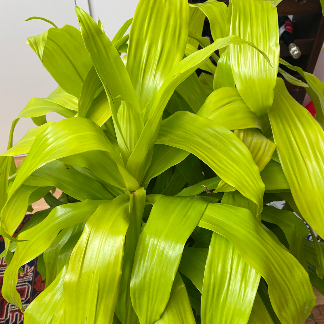 Dracaena Limelight plant photo by @kporetto named Fluffy on Greg, the plant care app.