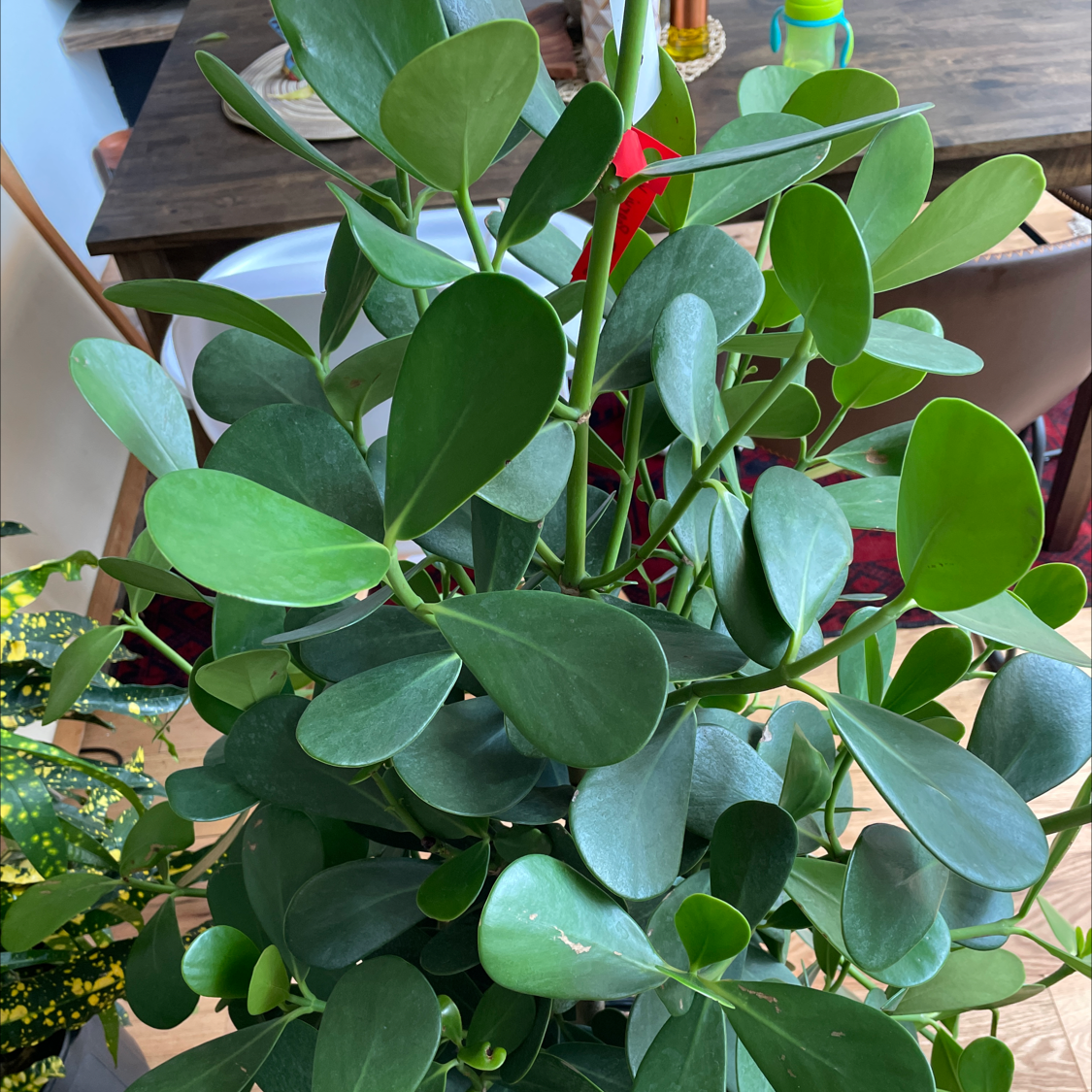 Healthy Autograph Tree with vibrant green leaves, well-framed and in focus.