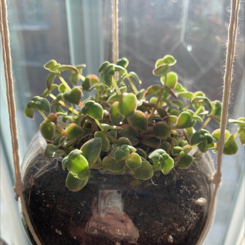 Healthy Crassula pellucida succulent plant with round green and red leaves growing in a glass terrarium, showing visible soil.