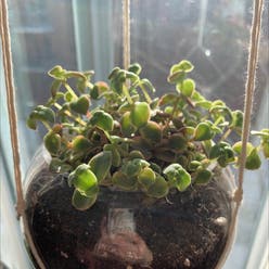 Crassula pellucida plant