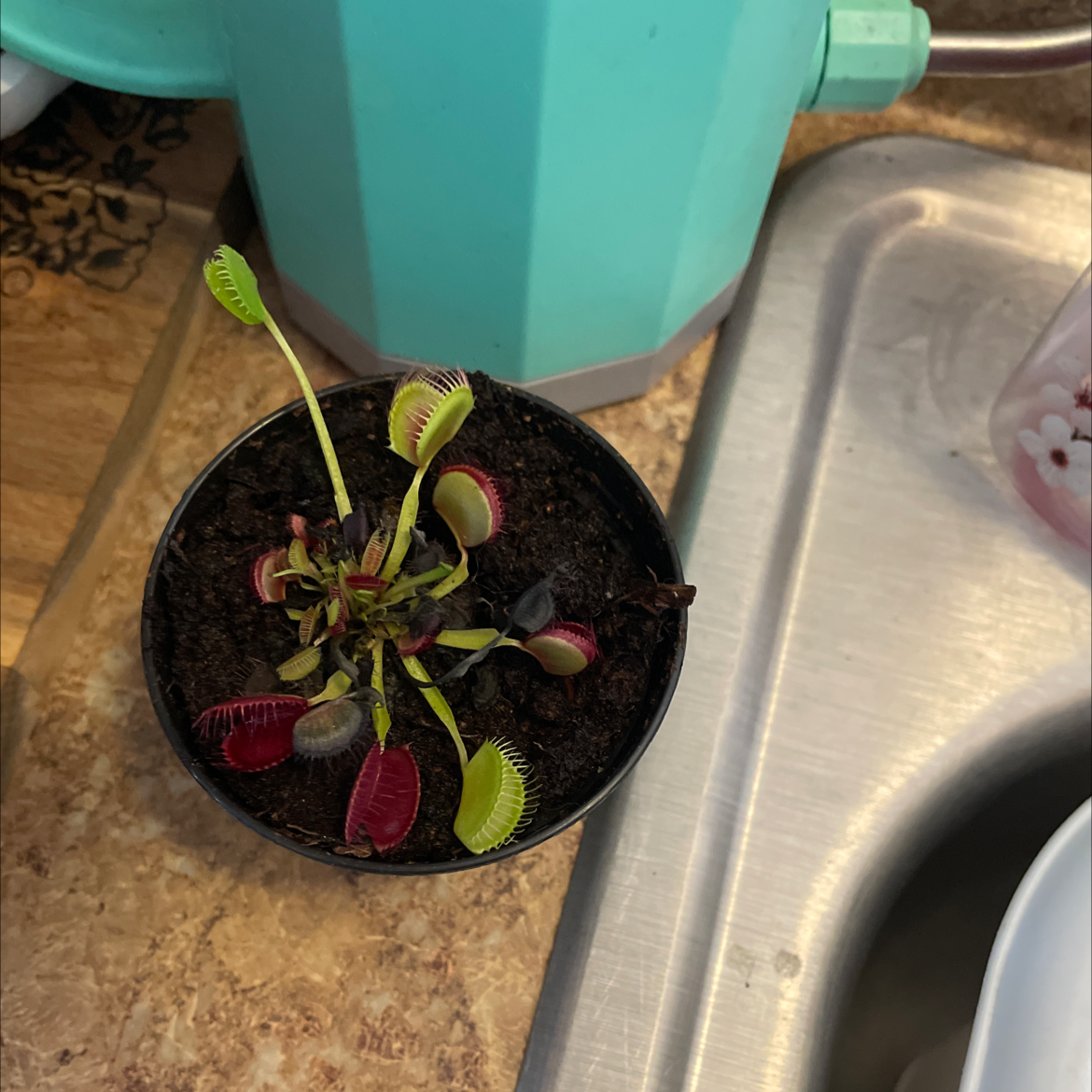 Venus Fly Trap plant in a small pot near a sink, with some browning traps.