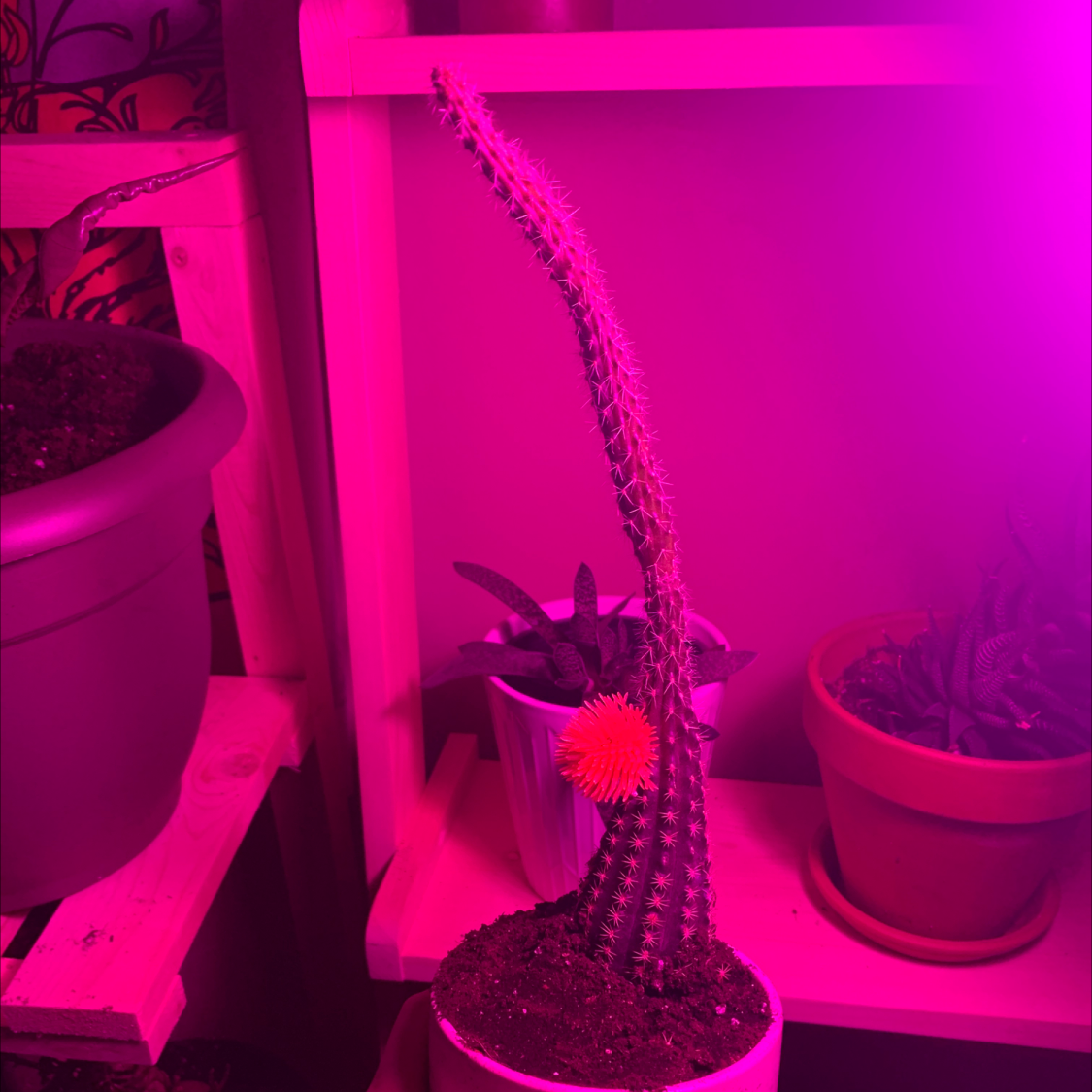 Orange Crown Cactus with a bright orange flower in a pot under pink lighting.