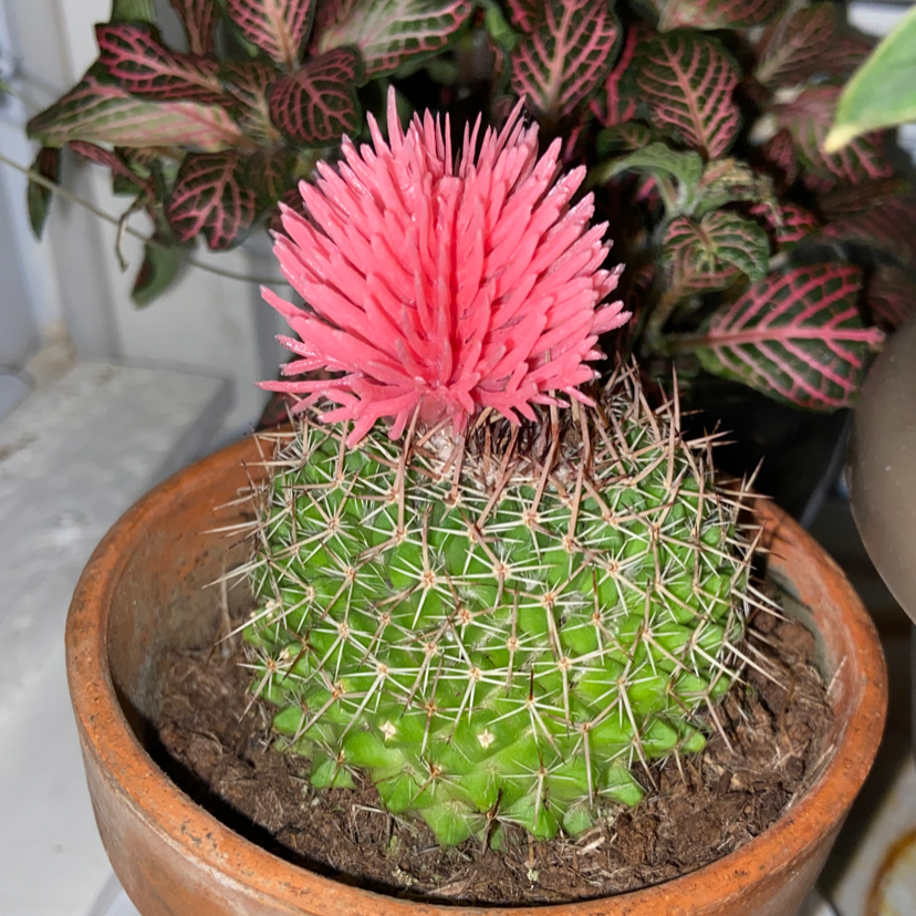 Chihuahuan Beehive cactus with a vibrant pink flower in a pot, soil visible.