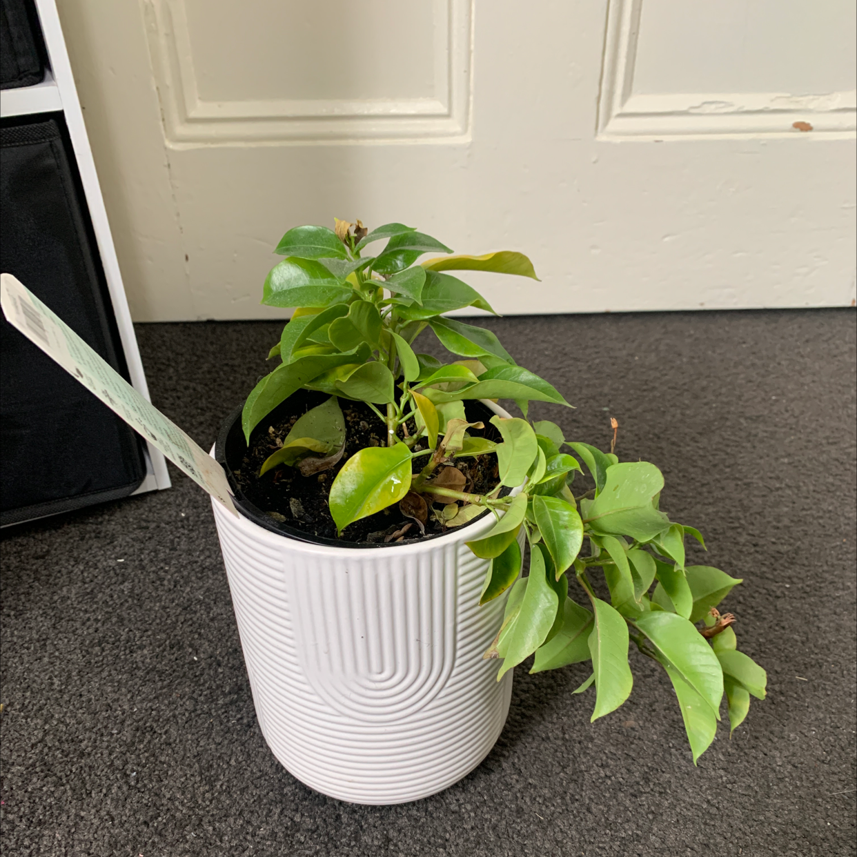 Photo of the plant species Macaranga Tanarius by Autumn named Your plant on Greg, the plant care app