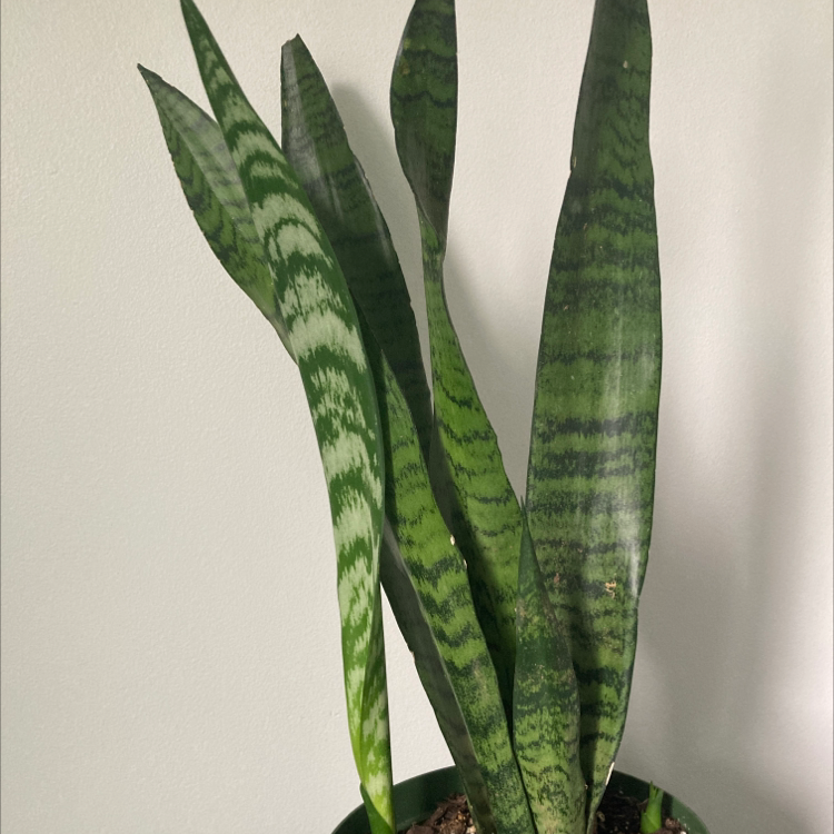 Snake Plant plant photo by Mairi named Hemingway on Greg, the plant care app.