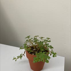 Depressed Clearweed plant