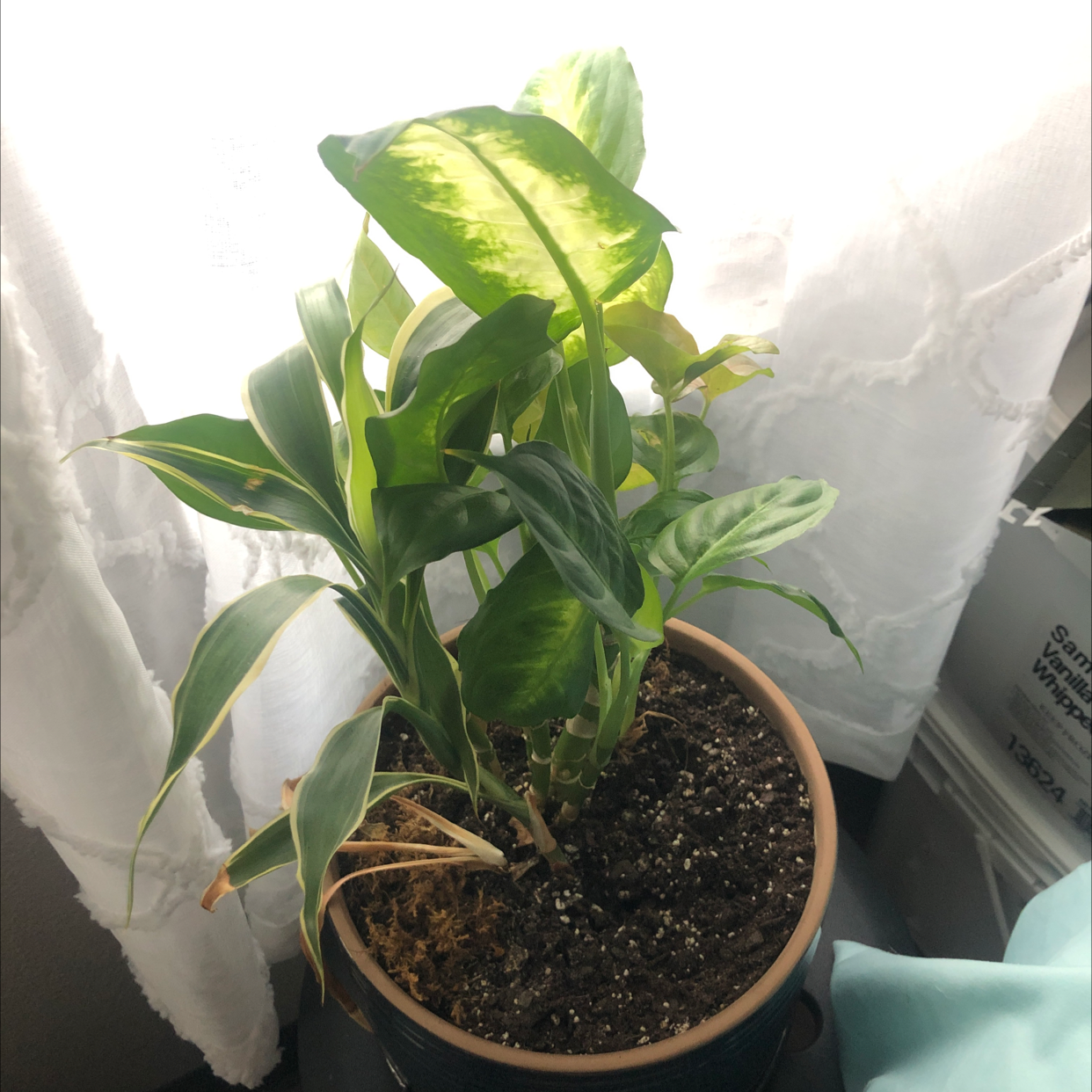Dieffenbachia 'Camille' plant in a pot with some yellowing leaves and visible soil.