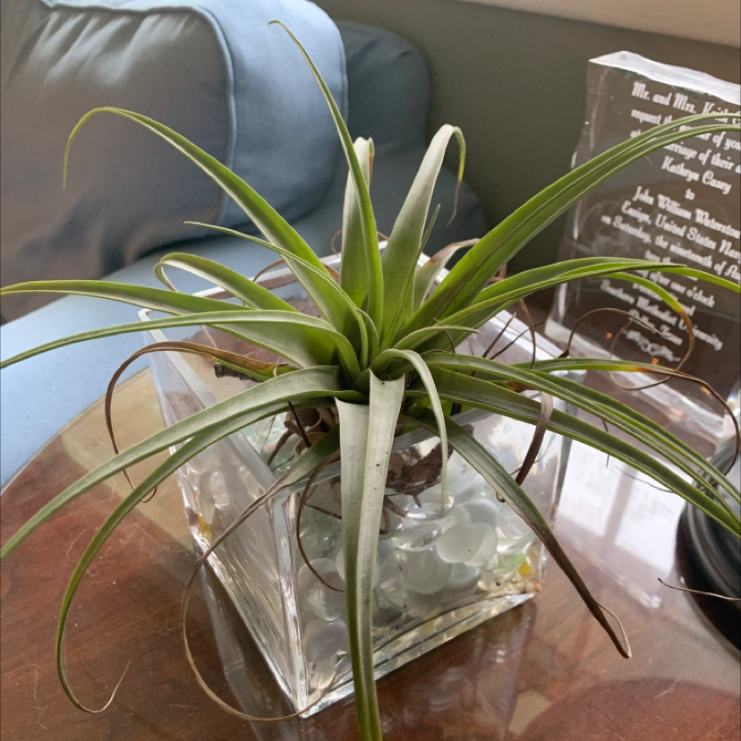 Spreading Airplant in a glass container on a table with a couch and plaque in the background.