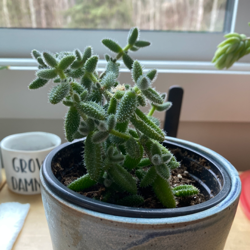 Pickle Plant in a pot near a window, healthy and well-framed.