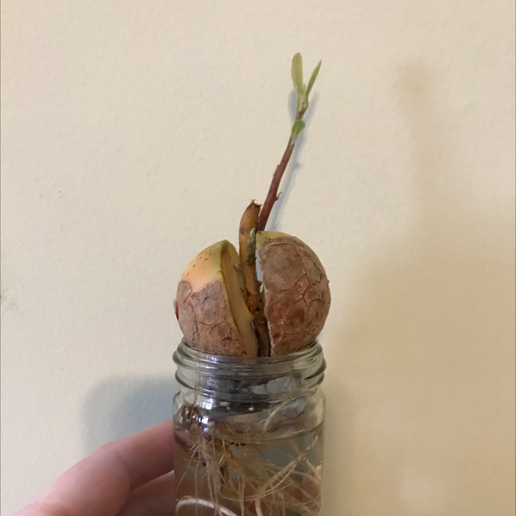 A hand holding a glass jar with water containing a splitting, sprouting avocado pit, with small stem and roots emerging.