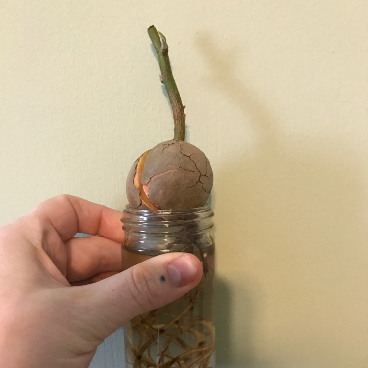 why-are-my-avocado-leaves-dropping