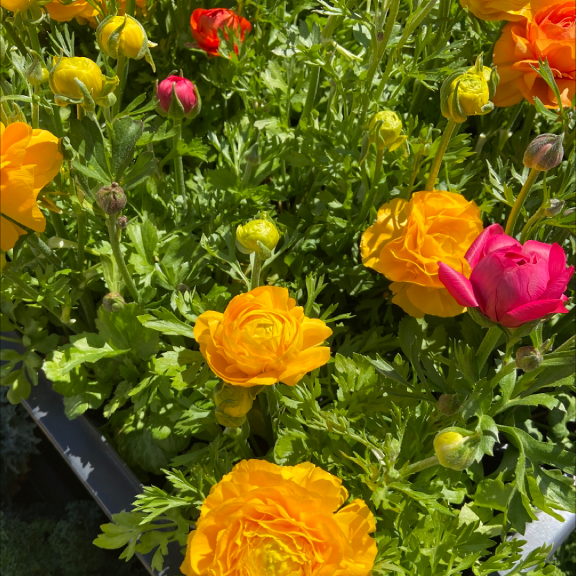 Vibrant Garden Ranuncula flowers in bloom, predominantly yellow and orange with some red.
