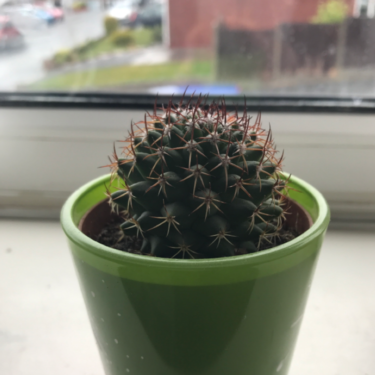 Chihuahuan Beehive cactus in a green pot on a windowsill.