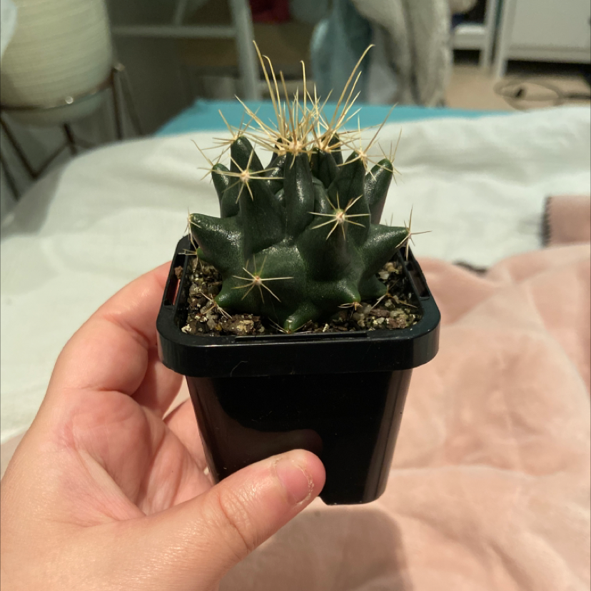 Photo of the plant species Star Plant by @reginamilfs named spike on Greg, the plant care app