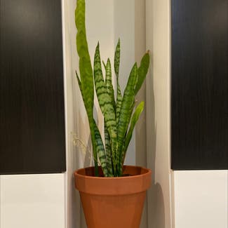 Snake Plant plant in Engadine, New South Wales