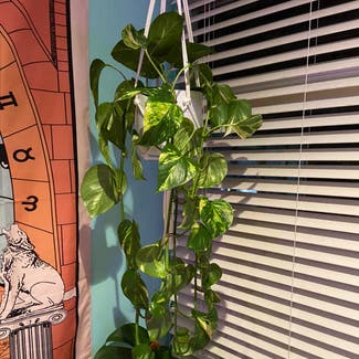 Golden Pothos plant in Engadine, New South Wales