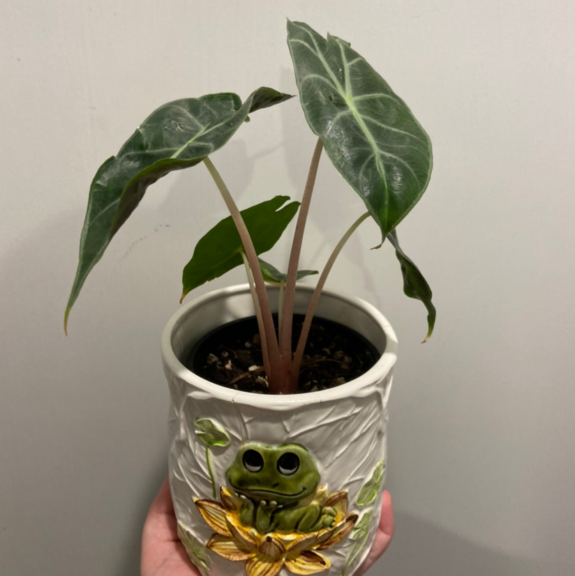 Photo of the plant species Alocasia Pink Dragon by @reginamilfs named dragona on Greg, the plant care app