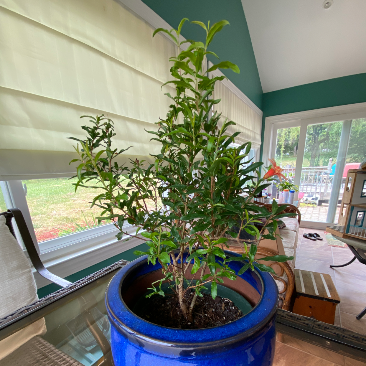 Pomegranate plant in a blue pot indoors near a window, appears healthy.