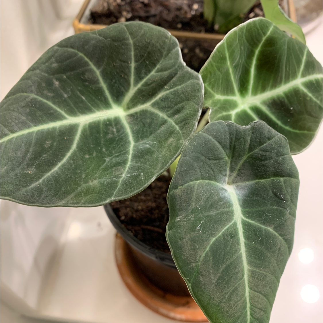 Black Velvet Alocasia plant with dark green leaves and visible soil in a pot.