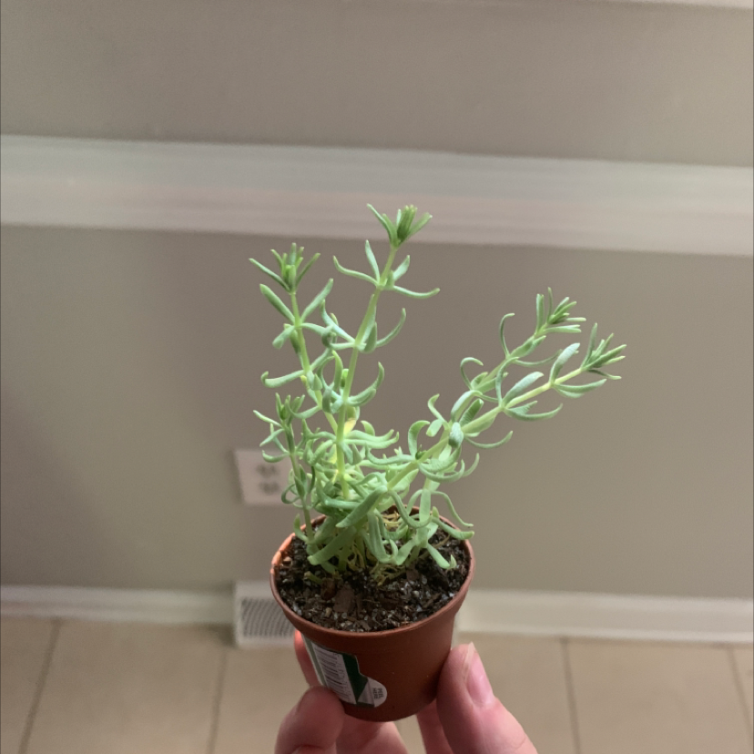 A hand holds a small terra cotta pot containing a healthy Portulaca grandiflora plant with dense green succulent foliage.