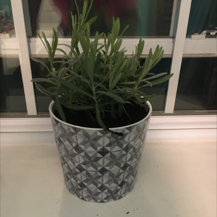 English Lavender plant photo by @Charleae named Beyonce on Greg, the plant care app.