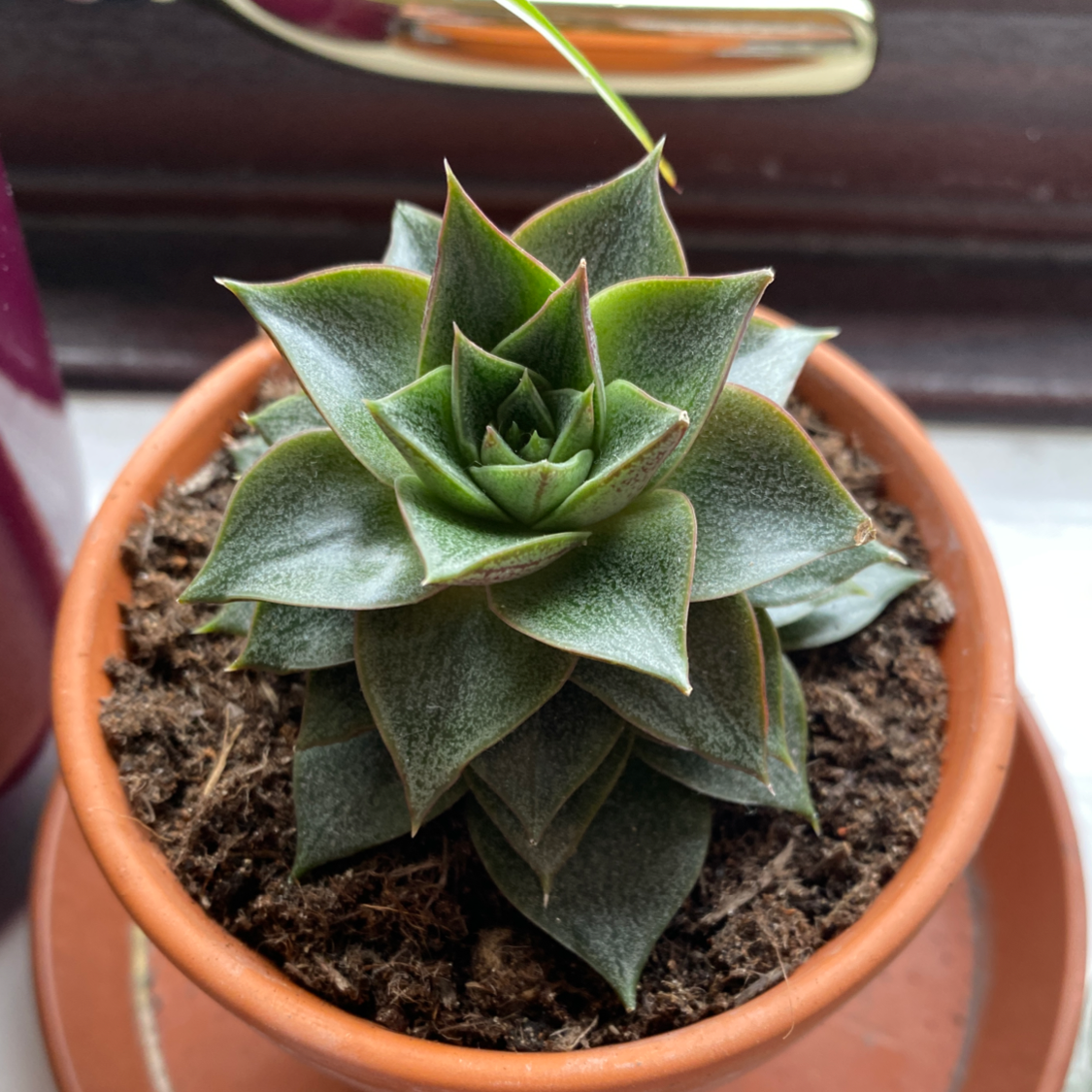 Healthy Echeveria purpusiorum plant in a small pot with visible soil.