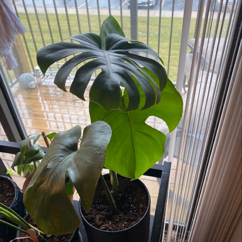 Healthy potted Monstera plant with large green split leaves in a window.