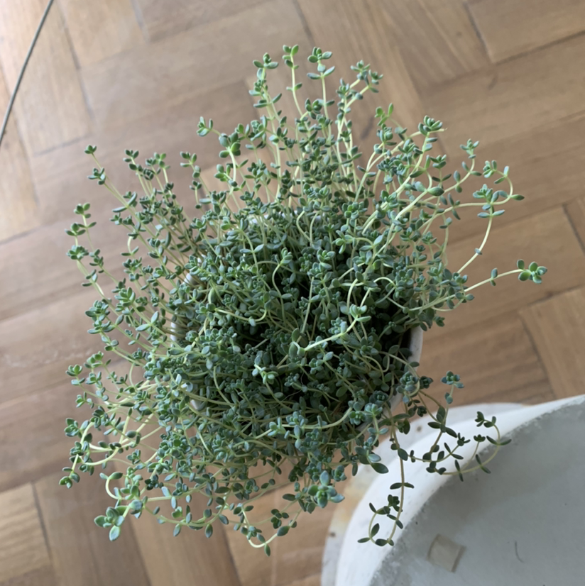 Corsican Stonecrop plant in a pot, healthy and well-framed.