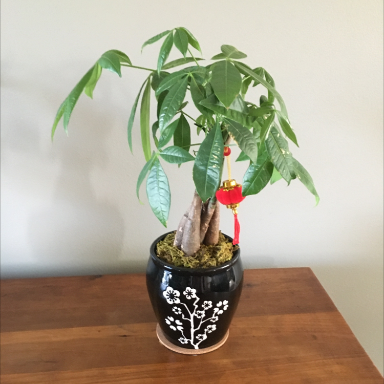Money Tree plant photo by Melanie named Michelle Branch on Greg, the plant care app.