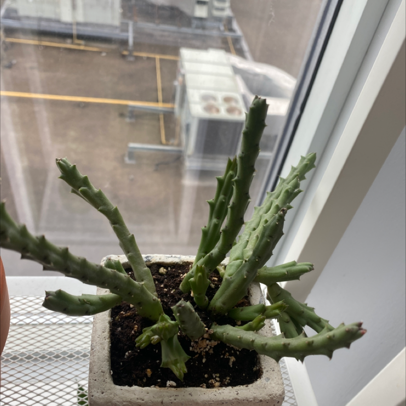 Stapelia Planiflora Jacq. plant in a pot near a window, healthy and well-framed.