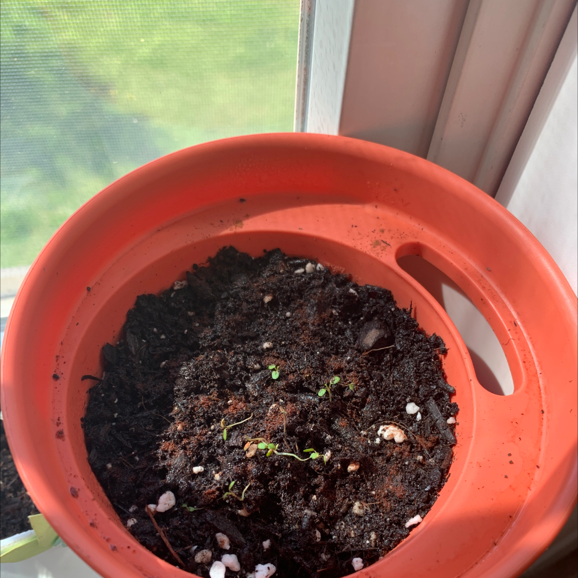 Small strawberry plant seedlings in a red pot with visible soil.