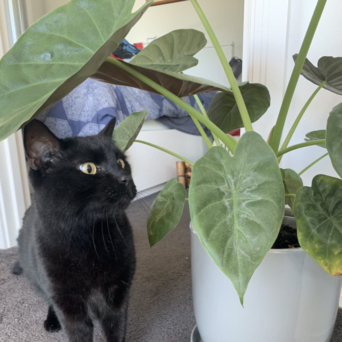 Jewel Alocasia plant in a pot with a black cat nearby. Some leaves show yellowing and browning.