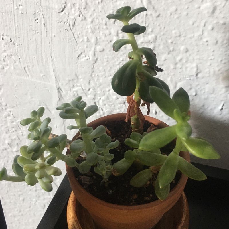 Potted Jelly Bean Plant (Sedum rubrotinctum) with visible soil and slight leaf discoloration.