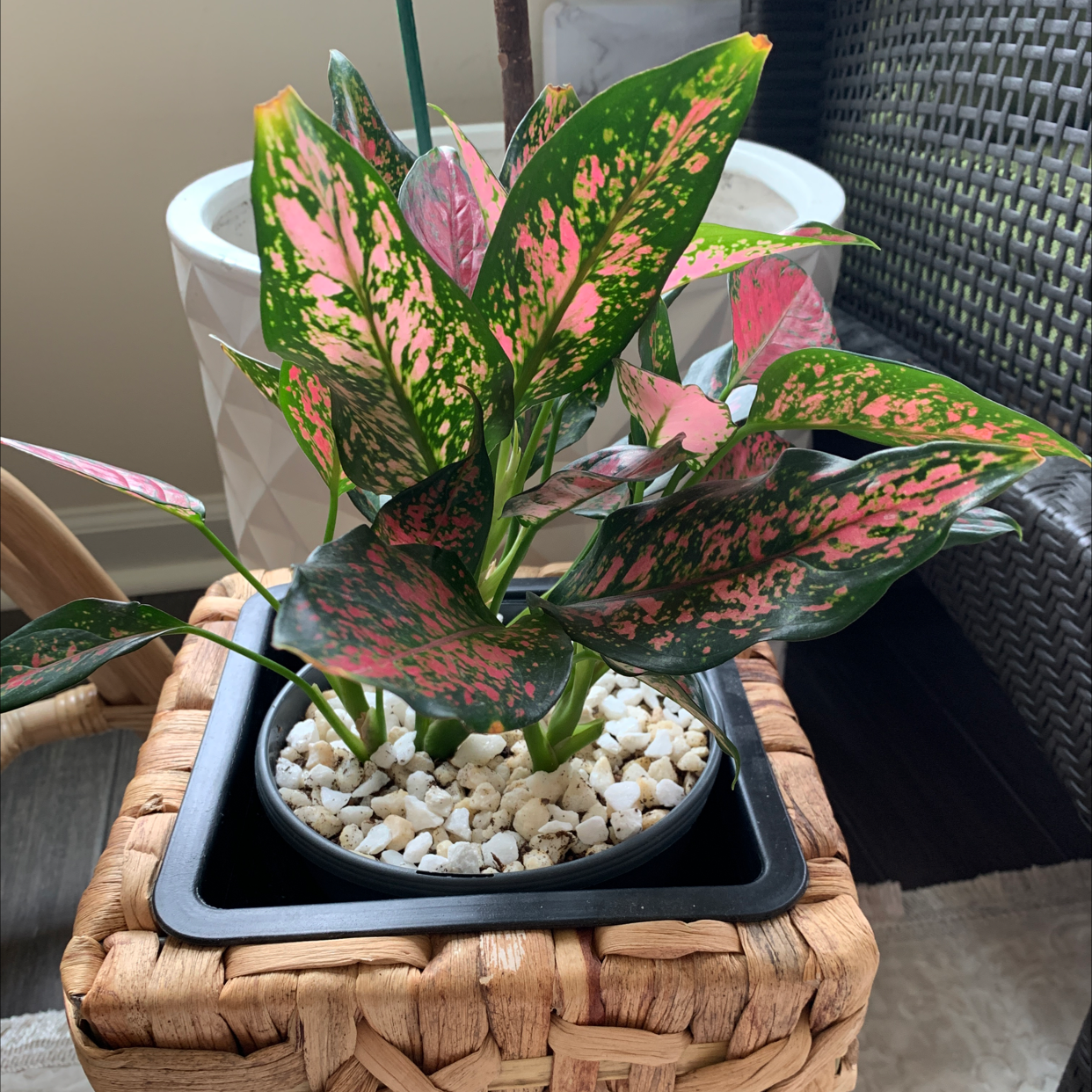 Chinese Evergreen Valentine plant with vibrant green and pink variegated leaves in a pot with white pebbles.