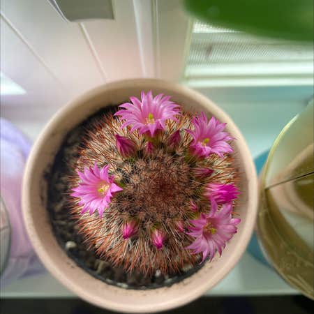 Photo of the plant species Rainbow Hedgehog Cactus by @janelleaubin24 named Luna on Greg, the plant care app