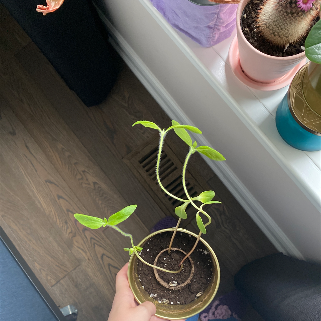 💧 Why Are My Common Zinnia Leaves Droopy?
