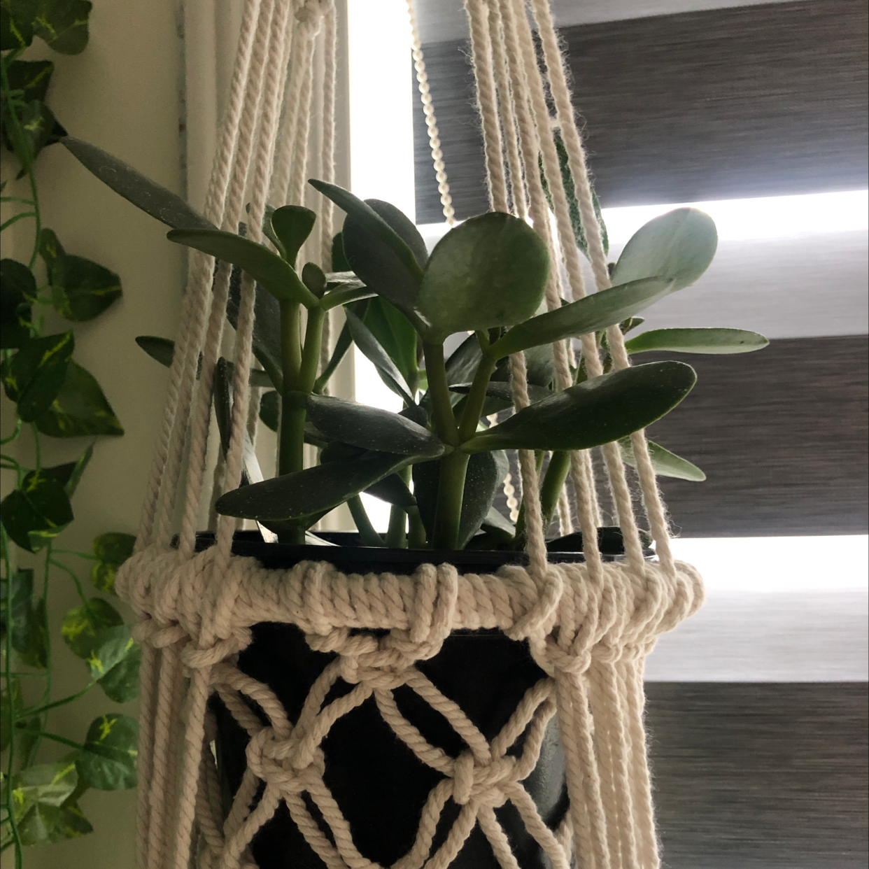 Lucky Plant plant photo by @drag named jade on Greg, the plant care app.