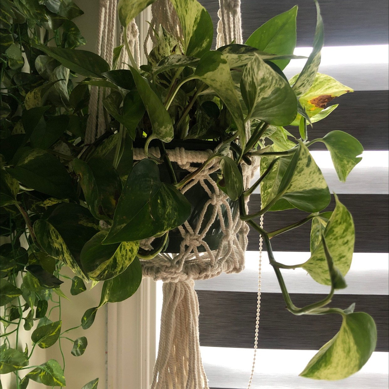 Taro Vine plant photo by @drag named steven on Greg, the plant care app.