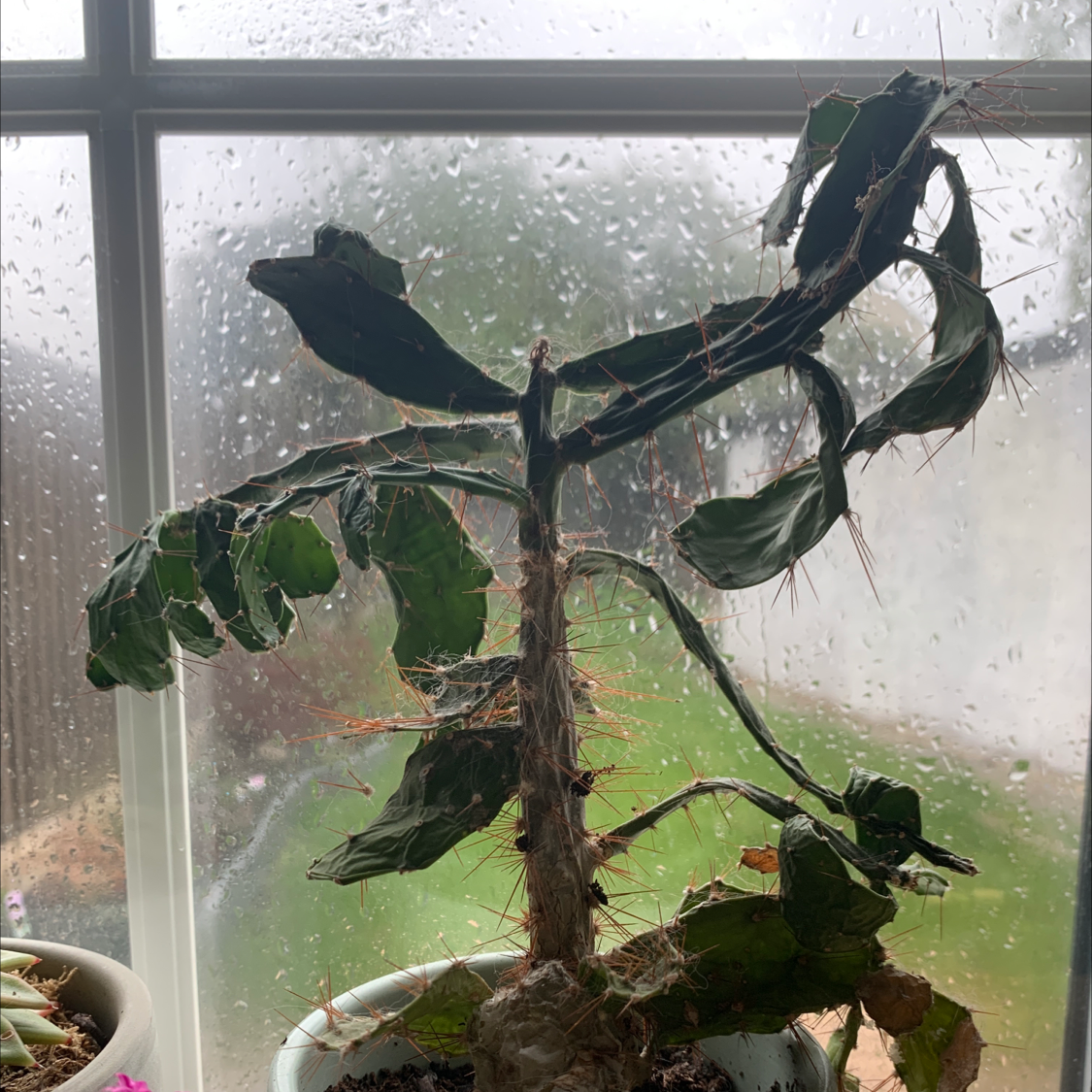 Brazilian Pricklypear plant with wilted leaves and browning, placed in a pot near a window.