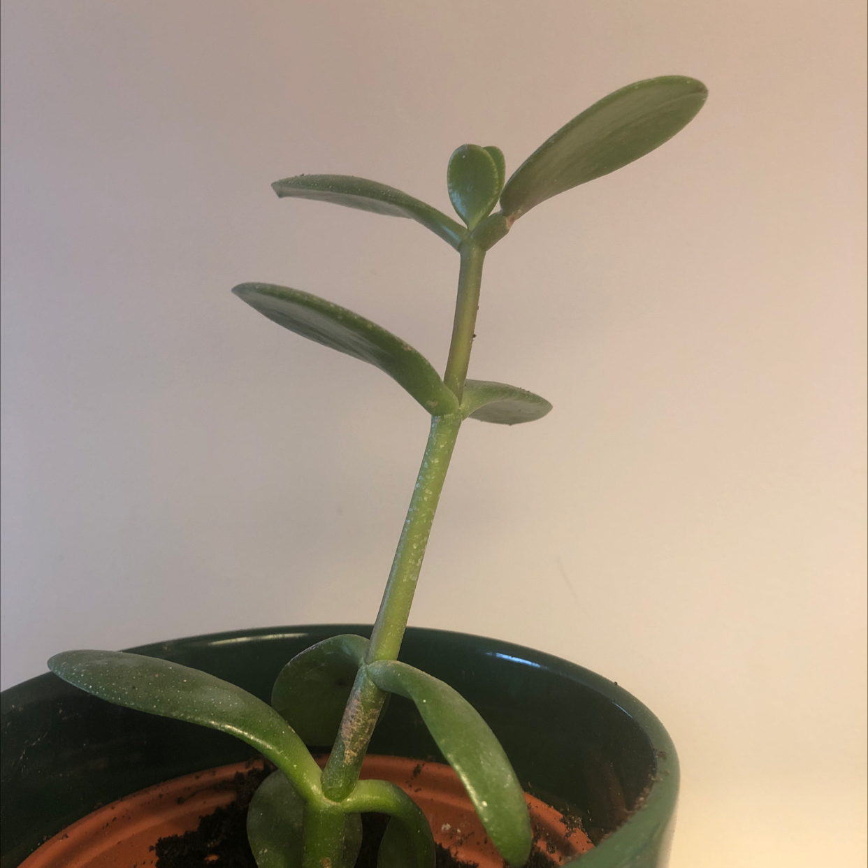 Crassula cotyledonis plant in a pot, healthy with no visible discoloration.