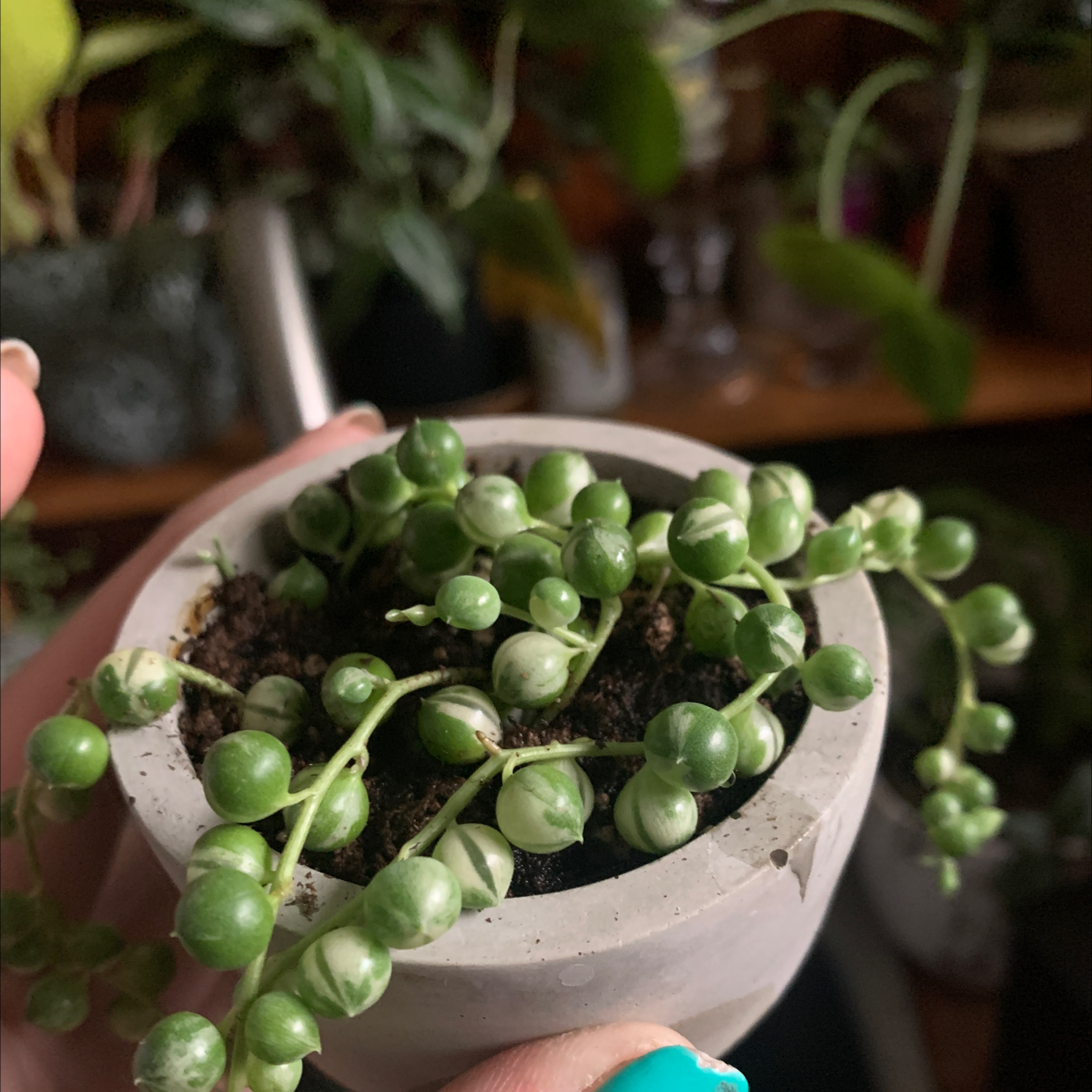 Variegated String of Pearls plant in a small pot, held by a hand.