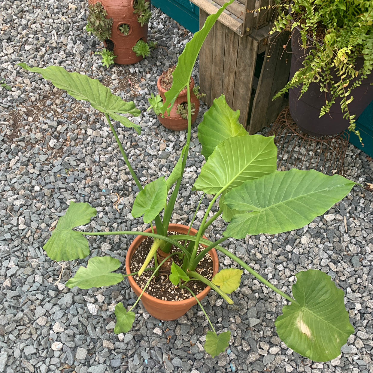 Potted Elephant Ear Philodendron plant with large leaves on a gravel surface.