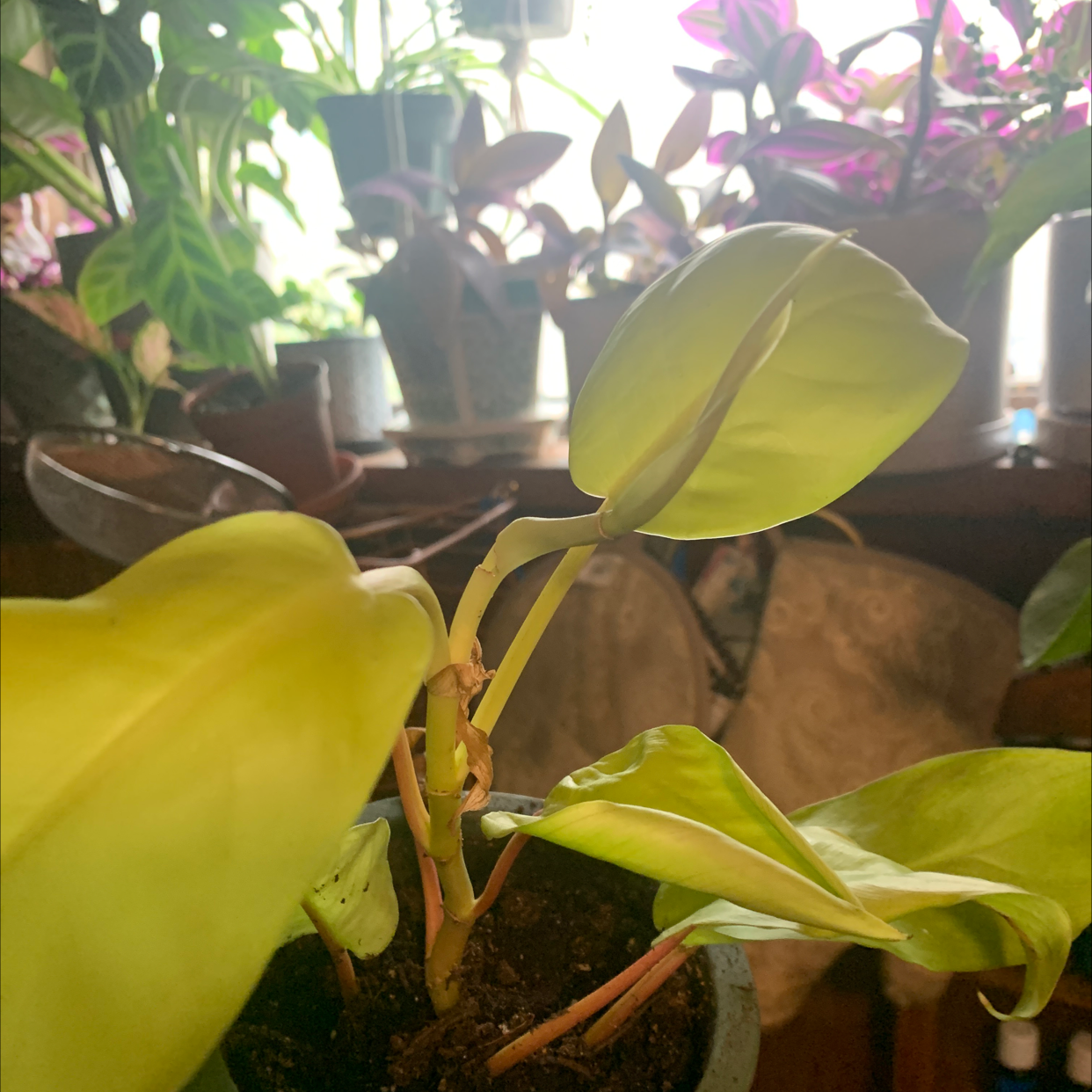 Golden Goddess Philodendron with some yellowing leaves in a pot, soil visible.