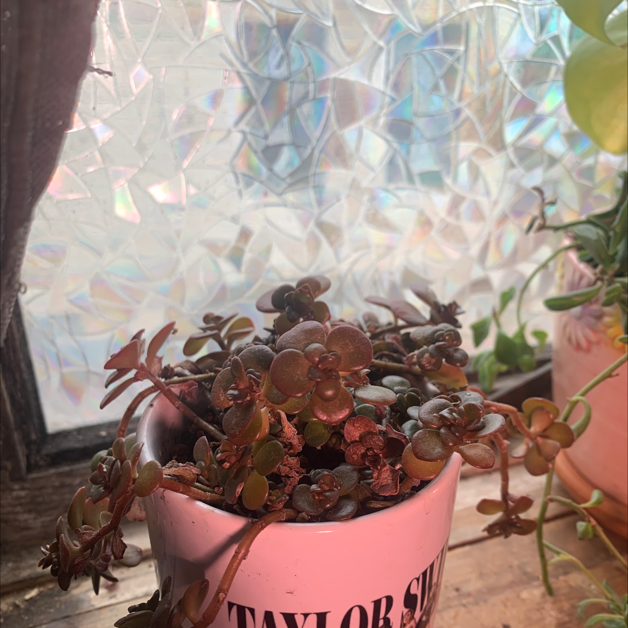 Two-Row Stonecrop plant in a pot with 'TAYLOR SWI' text, healthy and well-lit.
