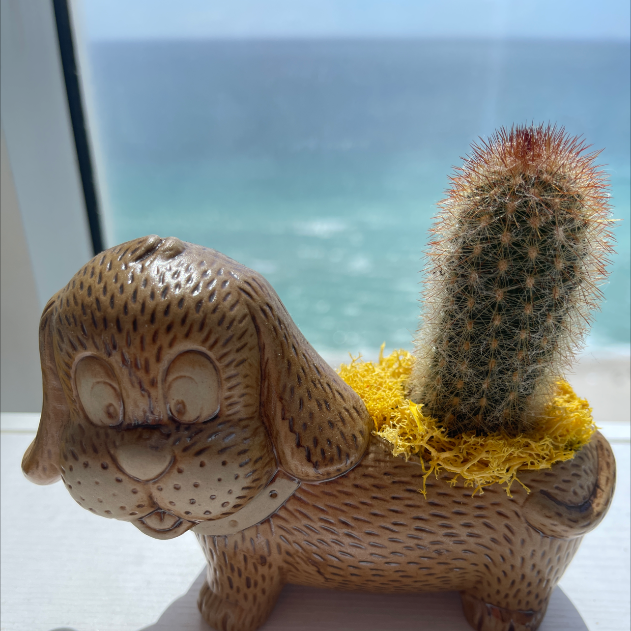 Rattail Nipple Cactus in a decorative dog-shaped pot with an ocean view in the background.