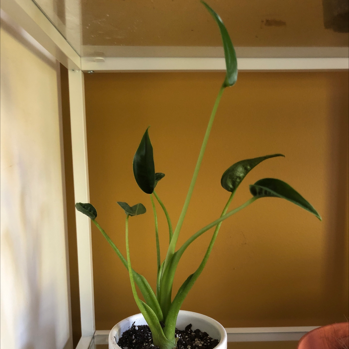 Potted Tiny Dancer plant with green leaves and visible soil.
