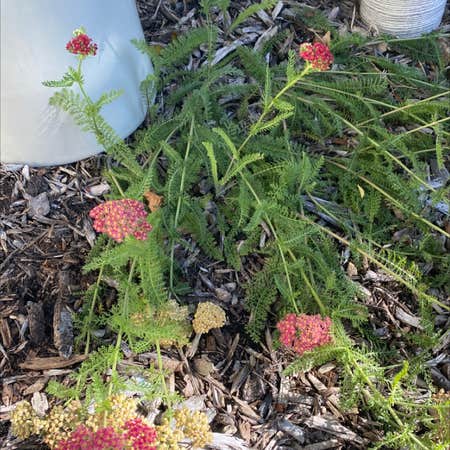 Photo of the plant species Achillea Millefolium by Hannah named Your plant on Greg, the plant care app