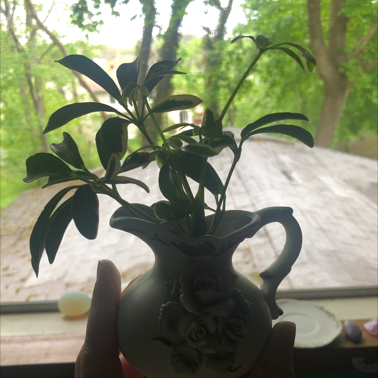 Dwarf Umbrella Tree plant photo by @cheyenneswiatkowski named Eleven on Greg, the plant care app.