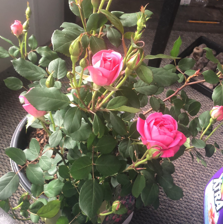 Pink Double Knock Out Rose plant photo by Akira named Elina on Greg, the plant care app.